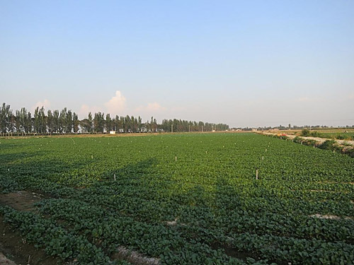 蔬菜基地